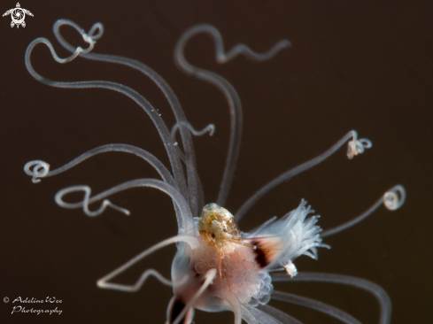 A Amphipod & Solitary Gorgonian hydroid