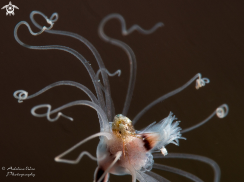 A Amphipoda & Ralpharia gorgoniae | Amphipod & Solitary Gorgonian hydroid