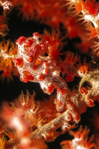 A Hippocampus Bargibanti | Pygmy Seahorse