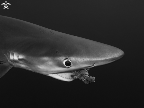 A Blue shark