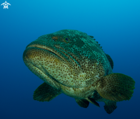 A grouper