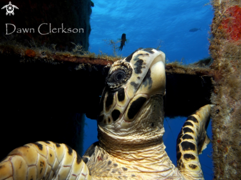 A Eretmochelys imbricata | Hawksbill Turtle