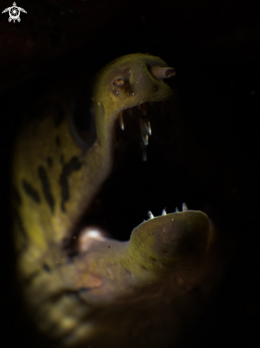 A Fimbriated moray