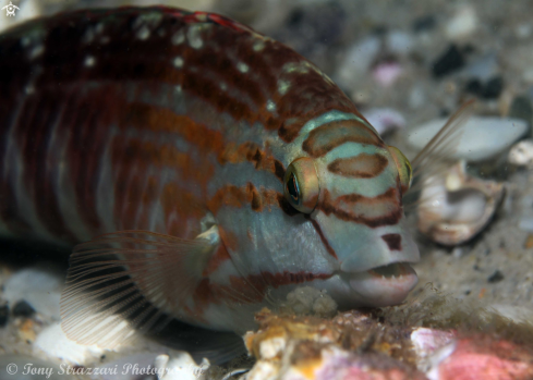 A Gunthers wrasse