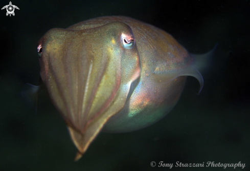 A Sepia Plangon | Mourning cuttle
