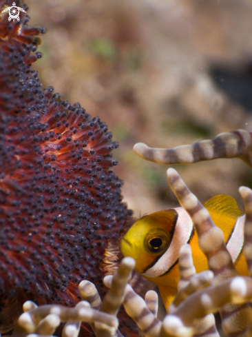 A Orange clownfish