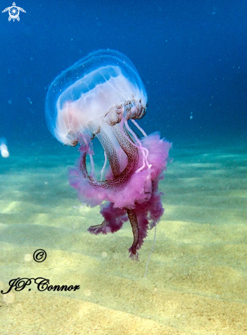 A Pelagia noctiluca | Méduse pélagique