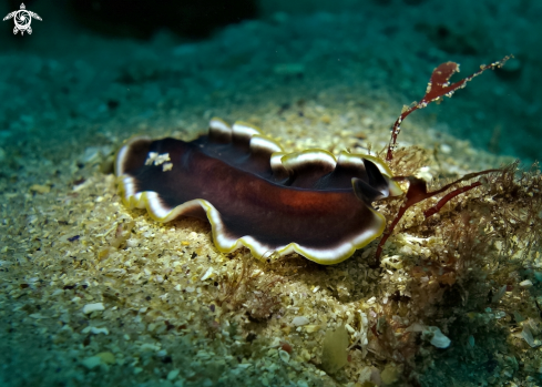 A  Platyhelminths (Flatworms)  | Flatworm