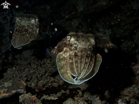 A cuttle fish 