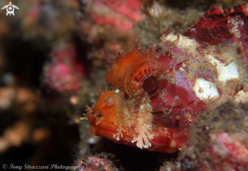 A Parascorpaena picta | Painted scorpionfish