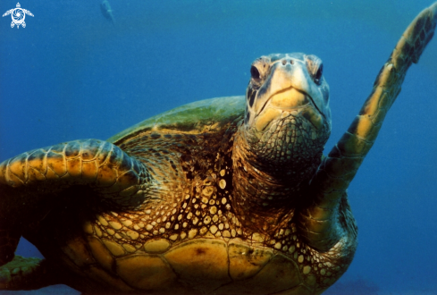 A Chelonia mydas | Green Sea Turtle