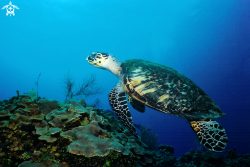 A Hawksbill Turtle