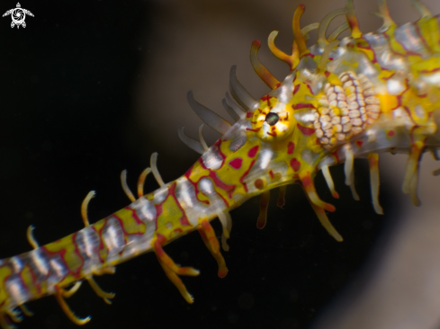 A Ornate ghost pipefish