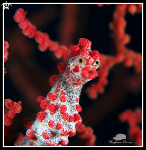 A Bargibanti's Pygmy Seahorse