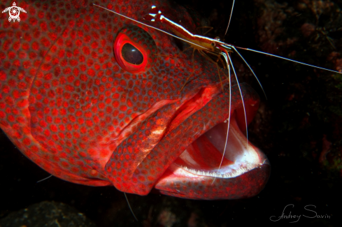 Grouper with shrimp