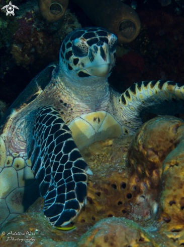 A Hawksbill turtle