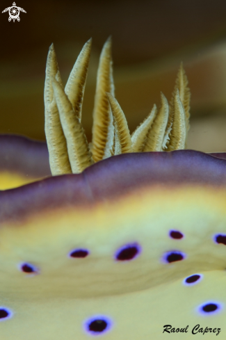 A Goniobranchus (Chromodoris) 