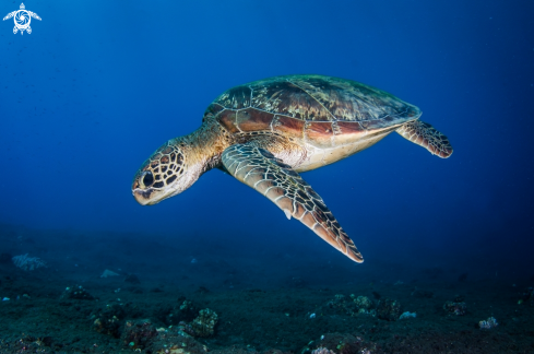 A green turtle