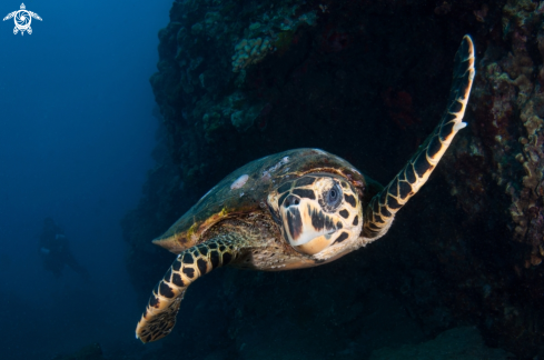 A Eretmochelys imbricata | hawksbill  turtle