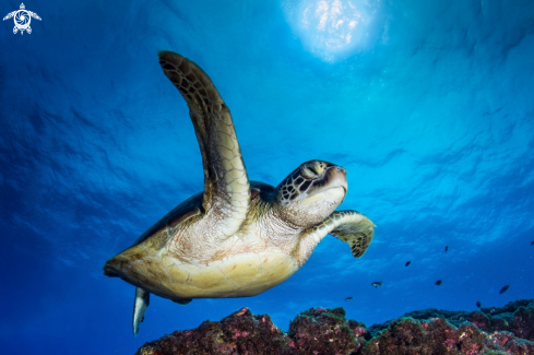 A Chelonia mydas | green turtle