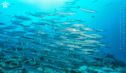 A Blacktail Baracuda