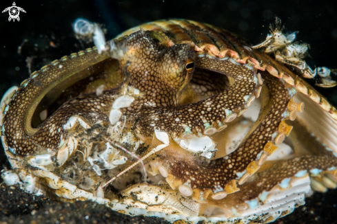 A Coconut Octopus