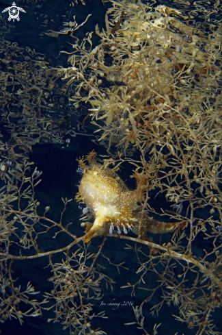 A Histrio histrio | Sargassum fish