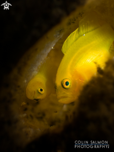 A Lubricogobius dinah | Dinah's gobies