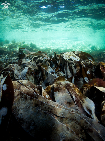 A Kelp forest