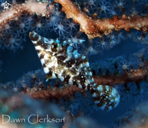 A Slender Filefish