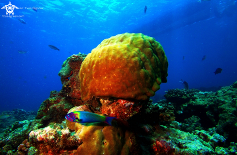 A Pointe Aux Piments reef,5 metres
