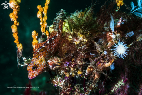 A Marbled rockfish with Gorgonian Wrapper