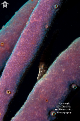 A Slender filefish