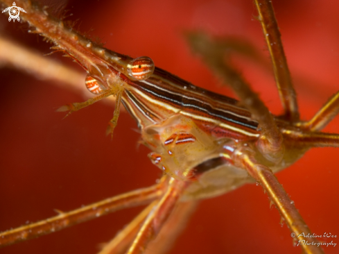 A Stenorhynchus seticornis | Arrowhead crab