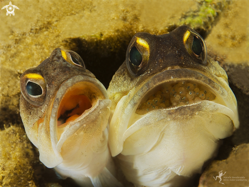 A Jaw fish