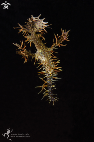 A Ornate Ghost Pipe-fish