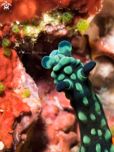 A Nembrotha cristata | Nudibranch