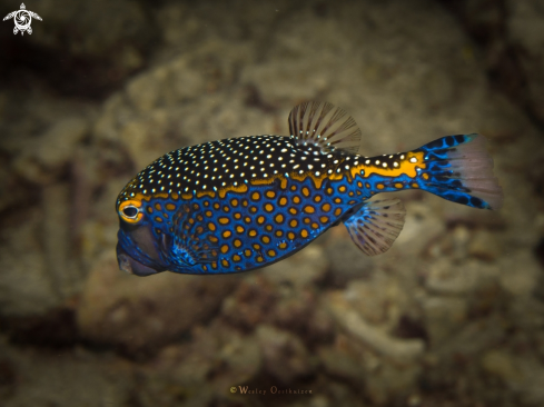 A White-spotted boxfish