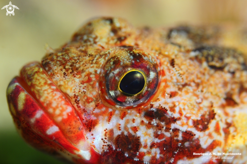 A Gobius cruentatus | Fish