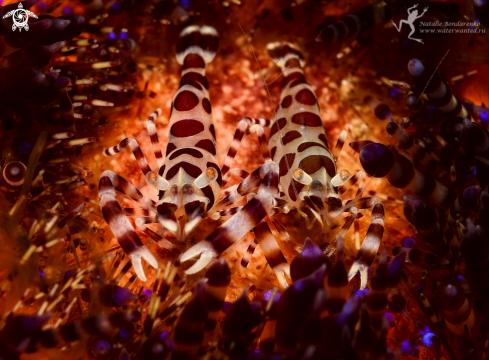 A Coleman shrimps on fire sea urcin