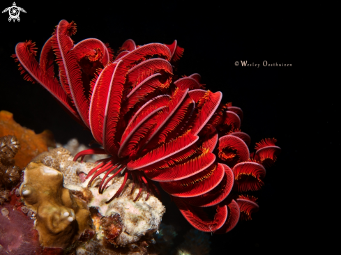 A Feather star