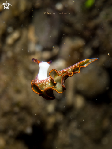 A Nudibranch