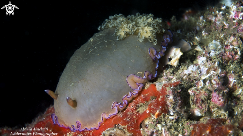 A Nudibranch