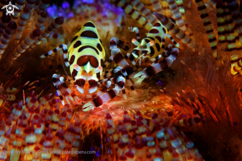 A Periclimenes coleman | Coleman shrimp