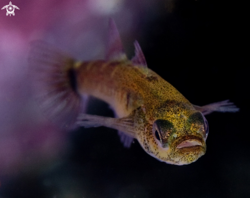 A Two spotted goby