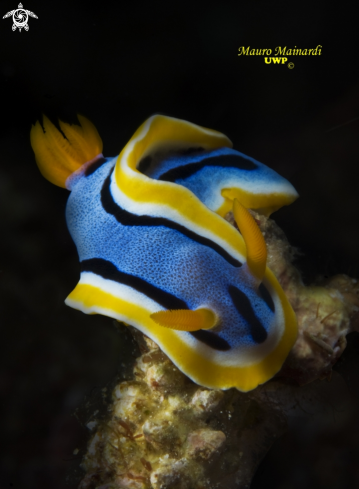 A Chromodoris annae | 