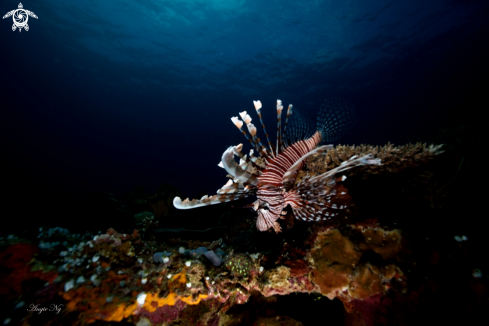 A Common Lionfish