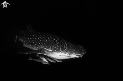 A Whale Shark