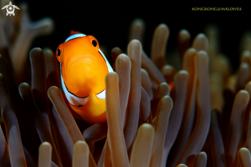 A Nemo