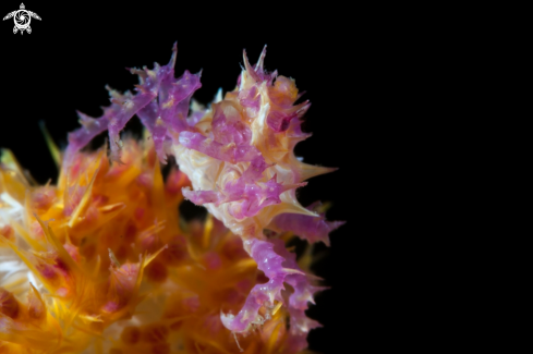 A Hoplophrys oatesii | Soft coral crab